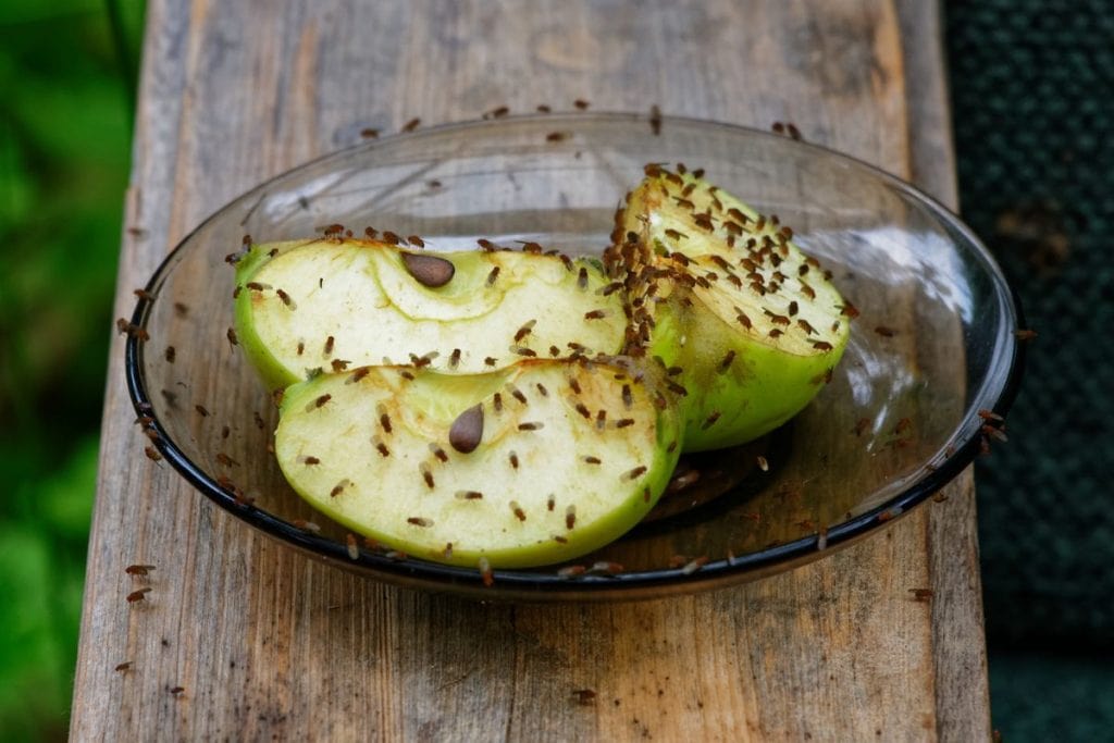 lots of fruit flies on apple slices in a dish outdoors