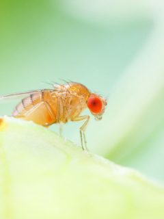 fruit fly up close