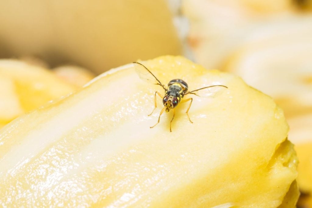 fruit fly on a jackfruit