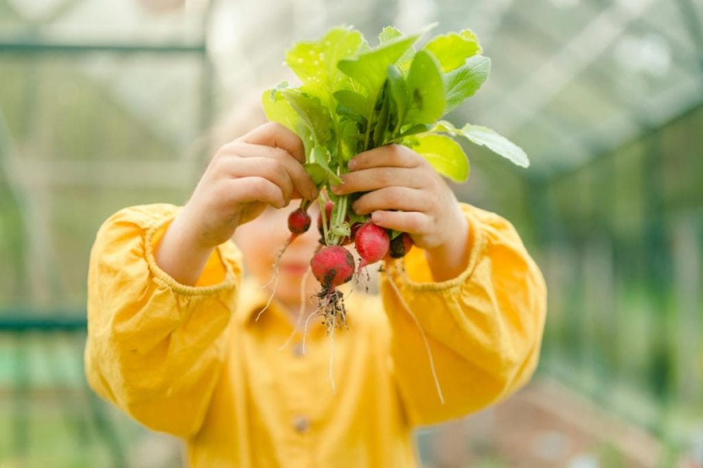 child in greenhouse holding up freshly harvested radishes