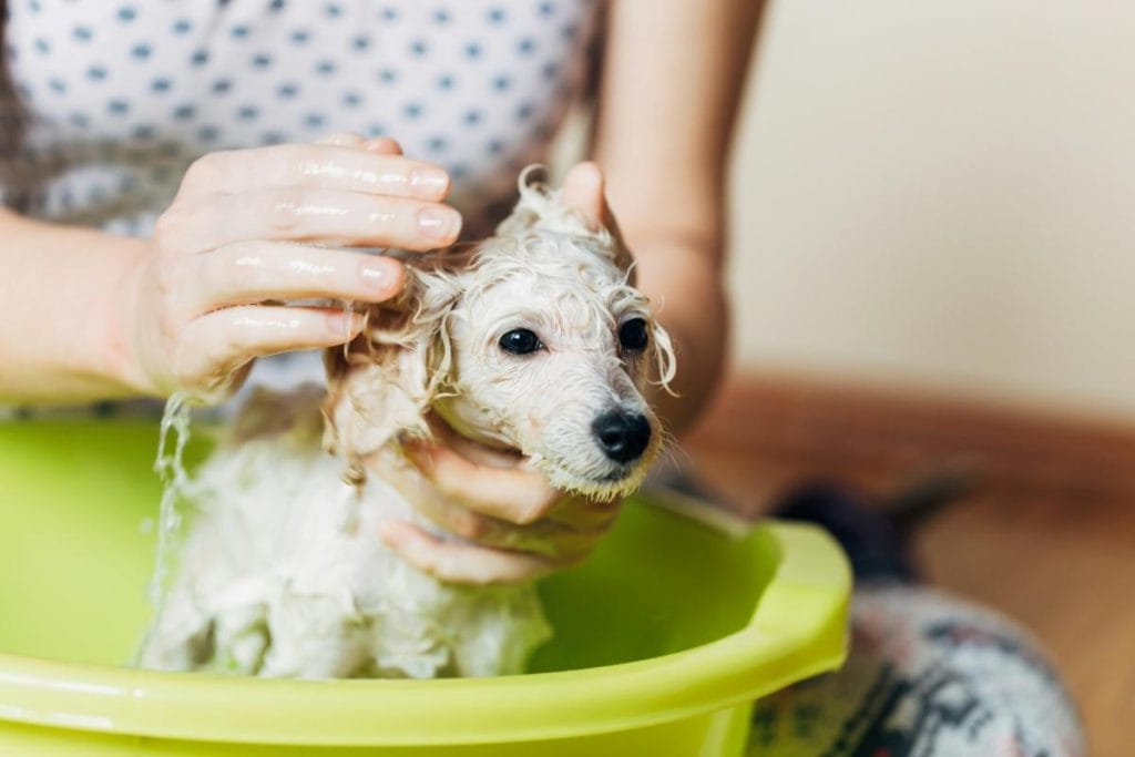 bathing a small white dog