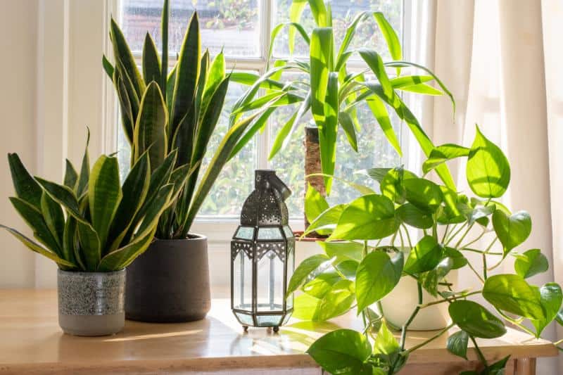 potted houseplants near window