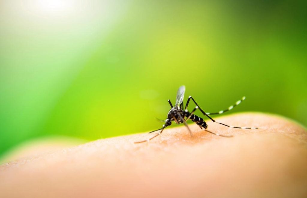 mosquito up close on skin