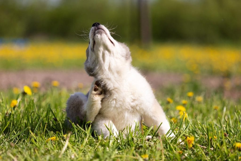 puppy in grass scratching neck