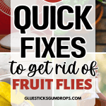 collage of 4 different methods to get rid of fruit flies with text overlay