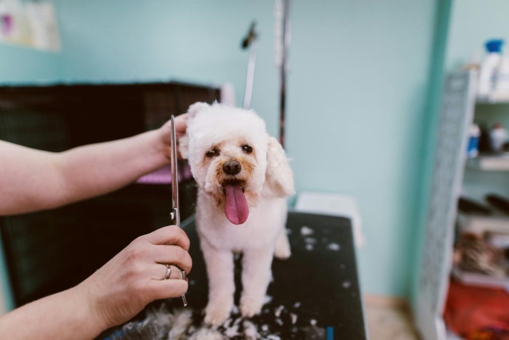 trimming small white dog's fur