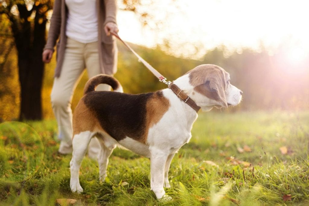 woman walking a beagle in the grass