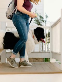 woman walking a large black and white dog