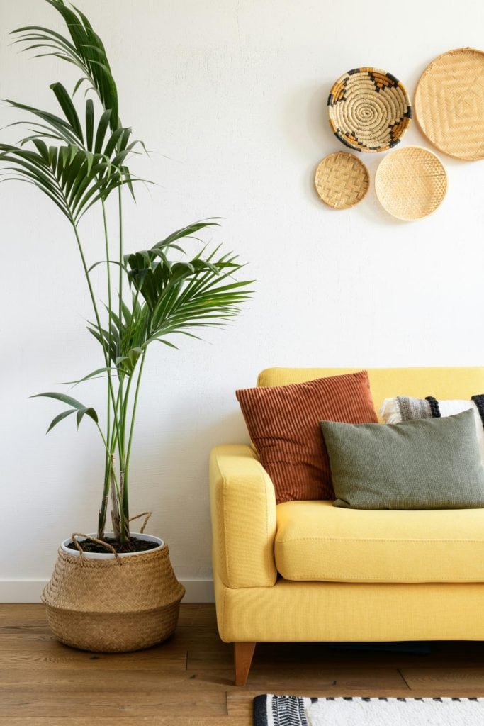 potted plant beside bright yellow couch
