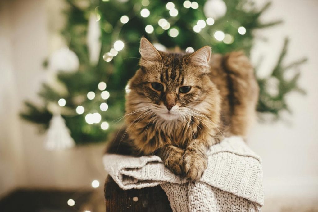 cat laying on a sweater with christmas tree in background