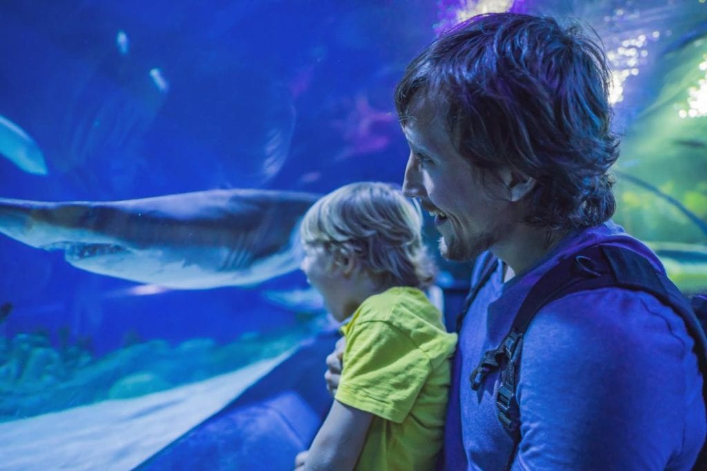 father and son looking at sharks at aquarium