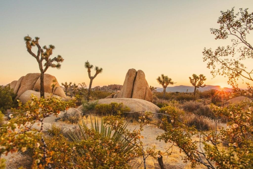 joshua tree national park