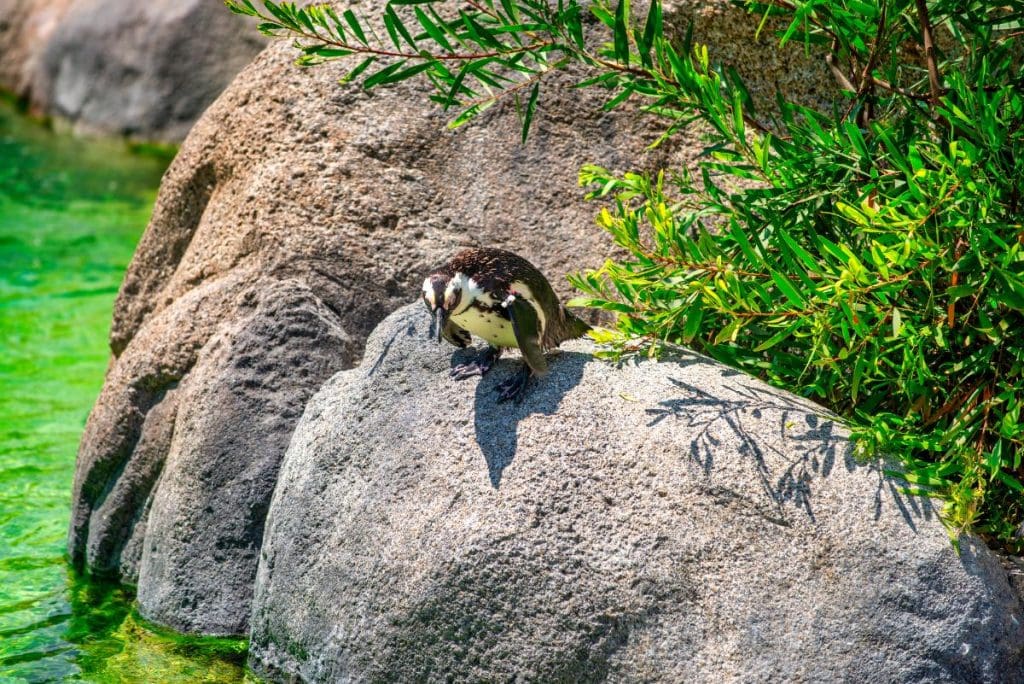 penguin at san diego zoo