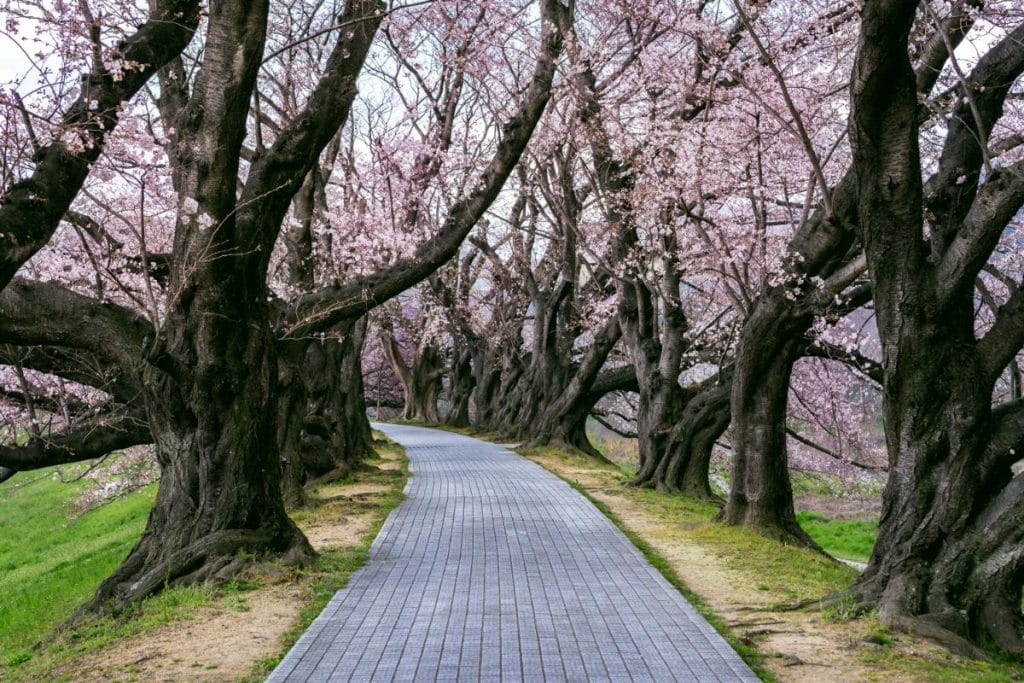 blossoming cherry trees in kyoto