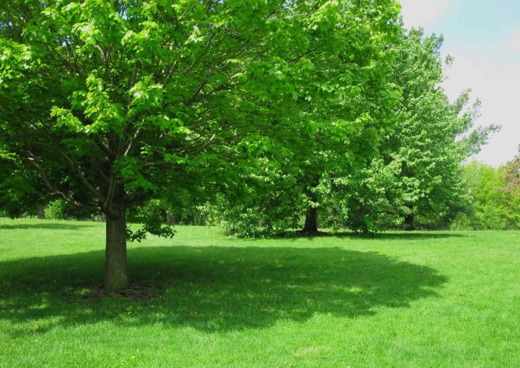 large green tree providing shade