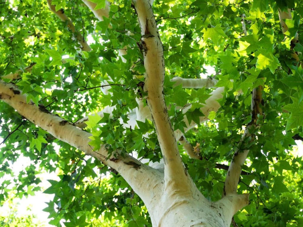 white sycamore tree