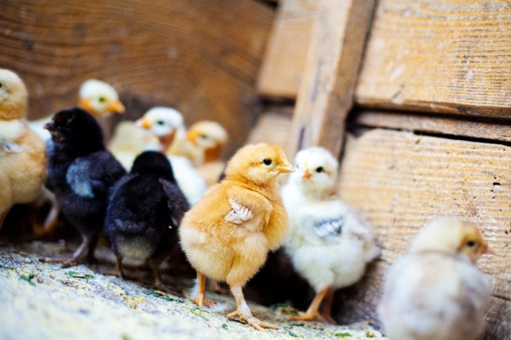 baby chicks in wooden crate