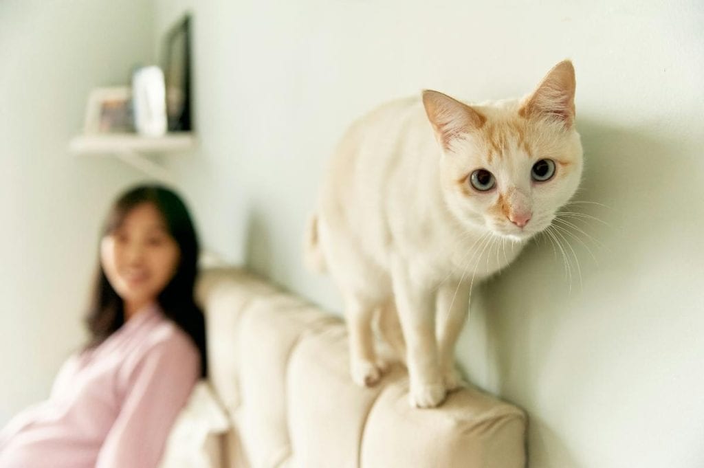 cream colored cat on headboard woman in background