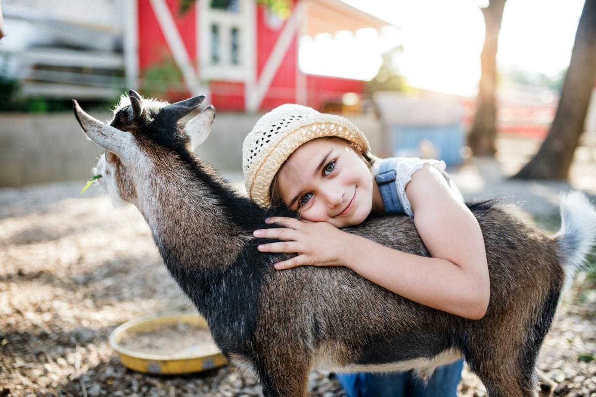 girl hugging a goat