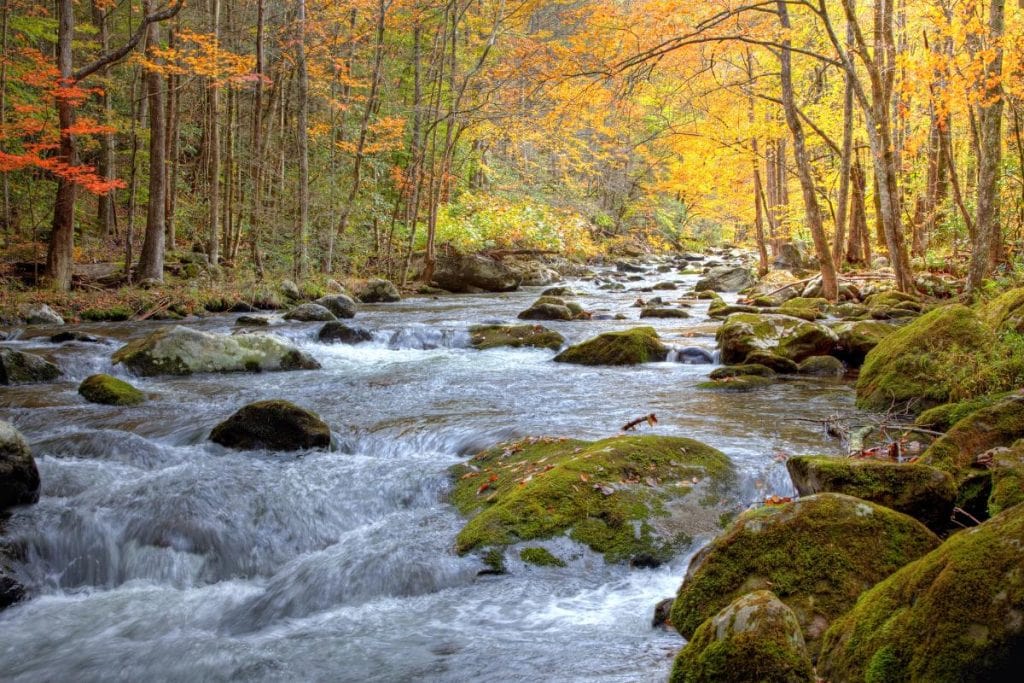 stream in fall in the smoky mountains