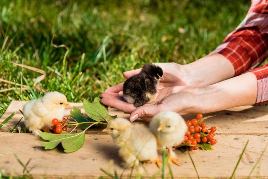 woman holding baby chicks