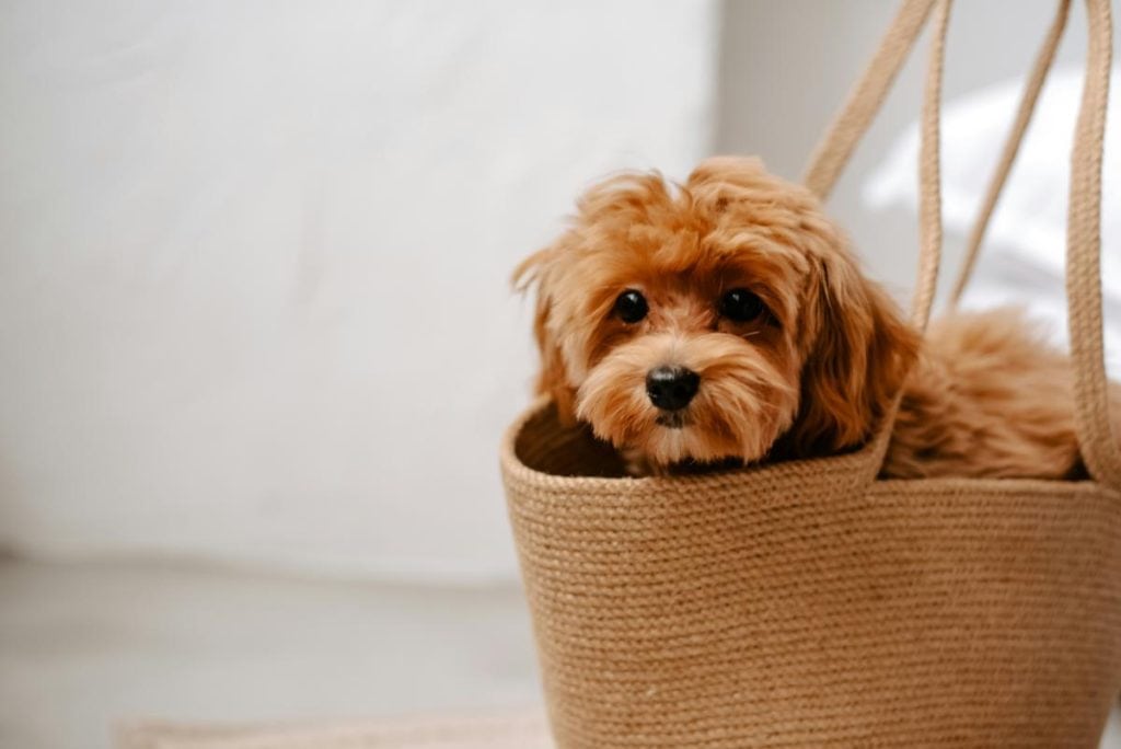 small brown dog in a tote bag