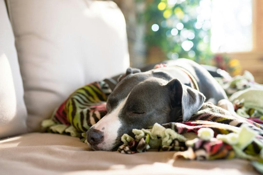 dog resting on sofa with a blanket