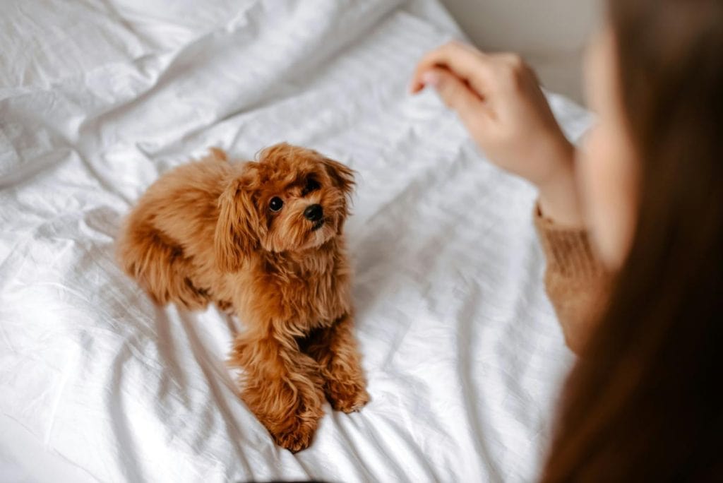 small brown dog on a bed