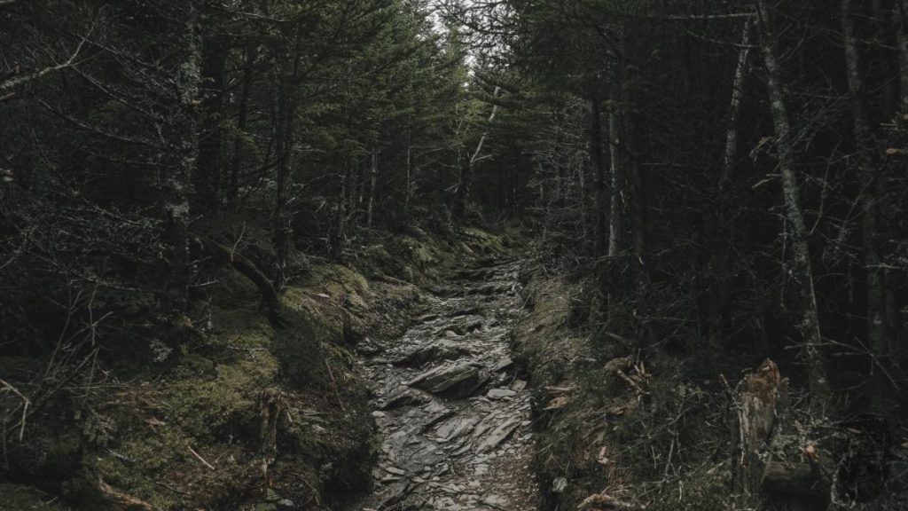 trees lining a creek bed in tennessee