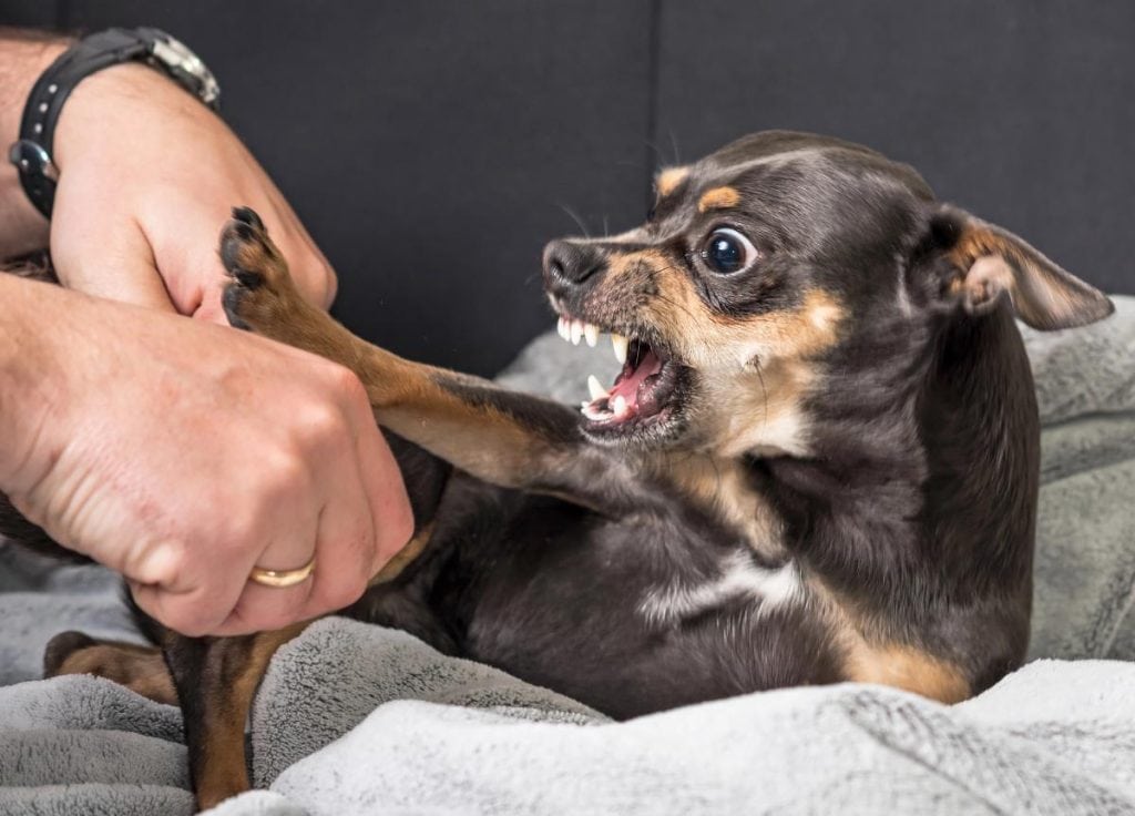 angry dark brown chihuahua