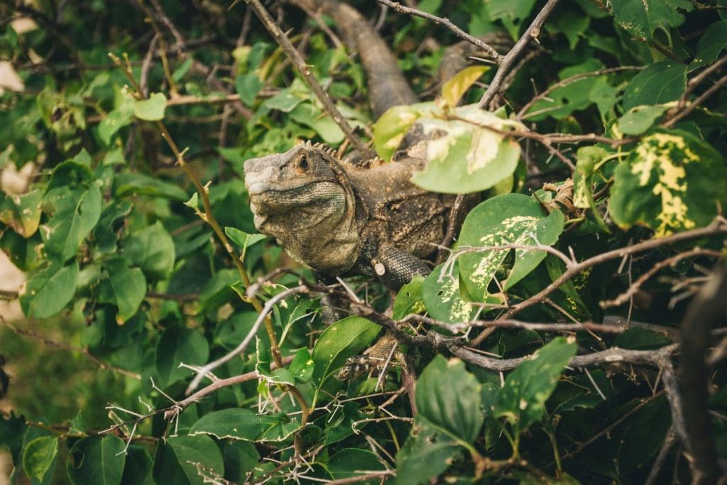 bearded dragon in a bunch of leaves