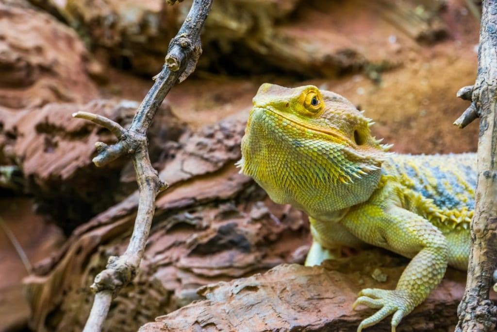 bearded dragon on a rock