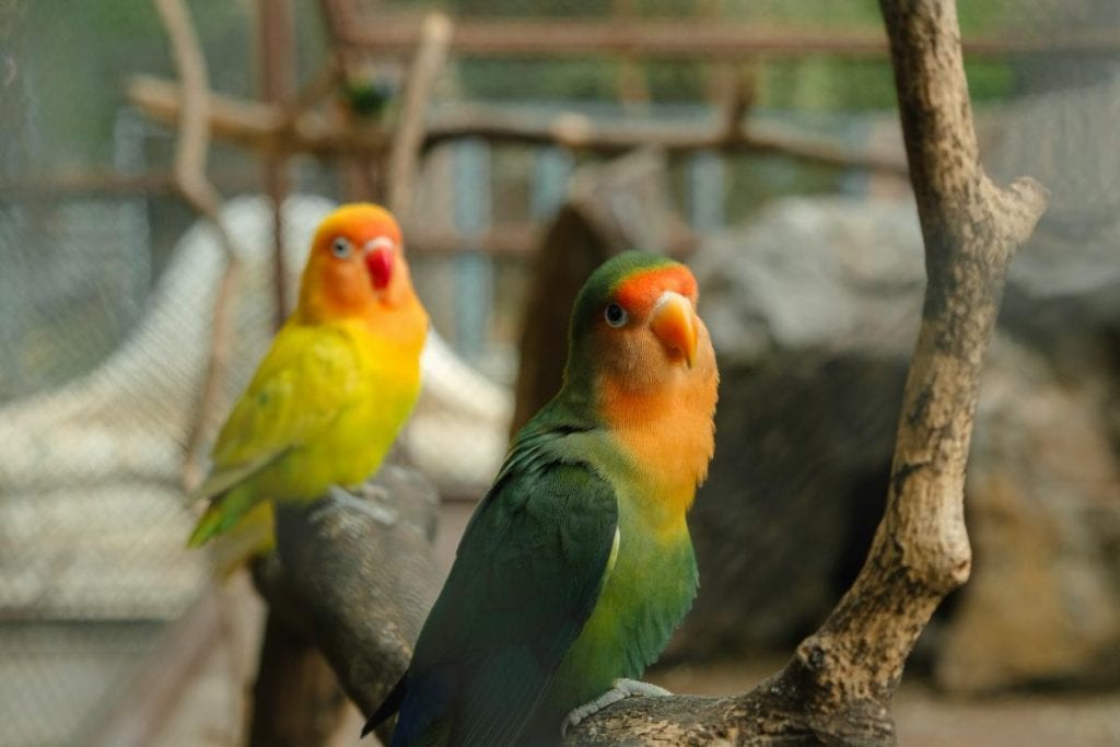 tropical birds perched on branches