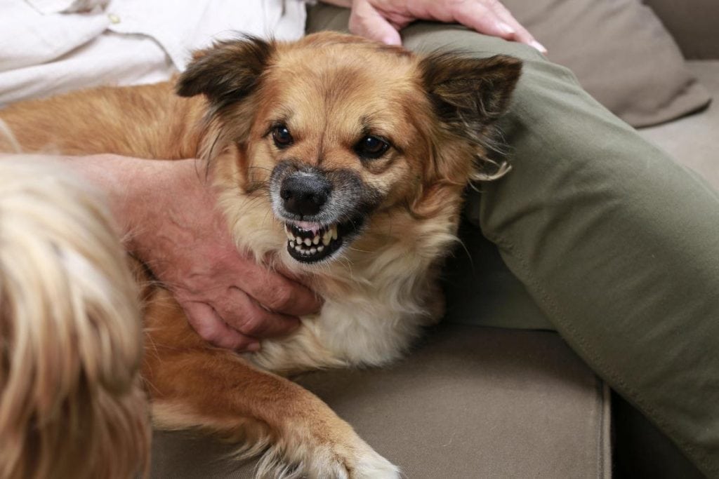 dog growling and showing teeth