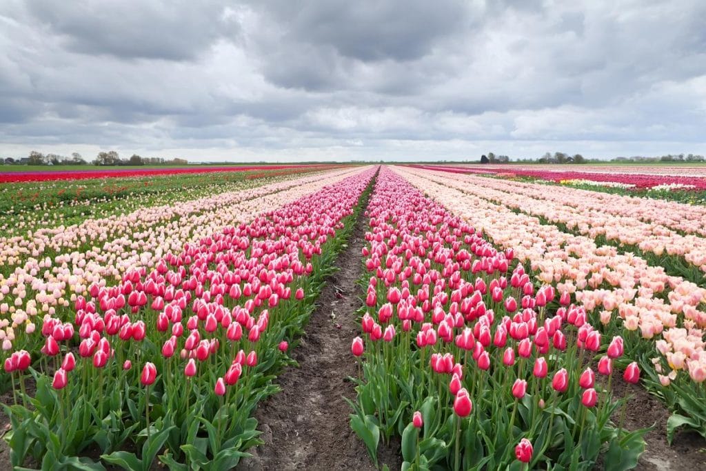 a field of Dutch tulips