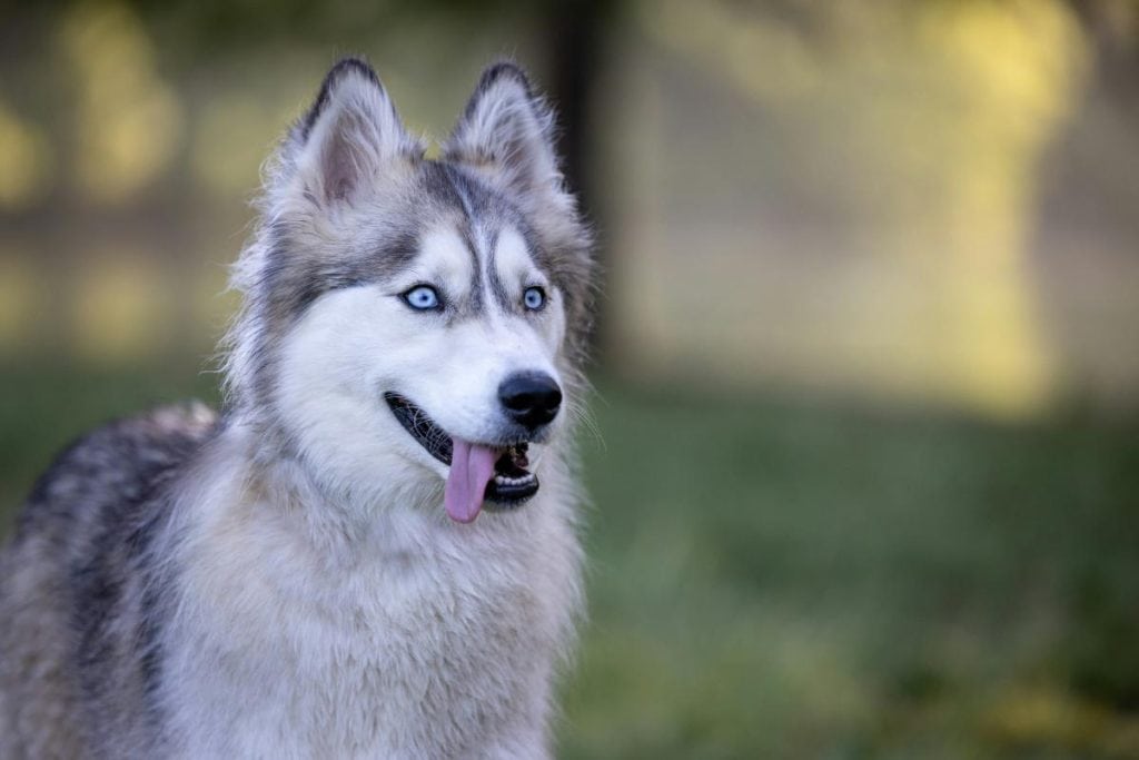 a husky outdoors