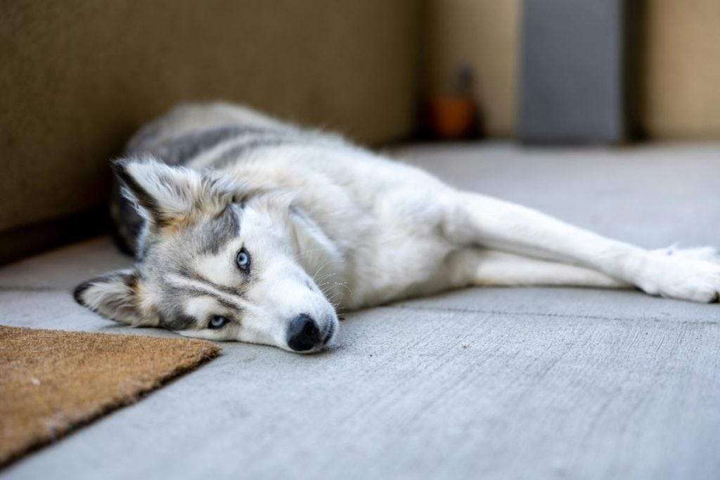 husky resting on concrete floor