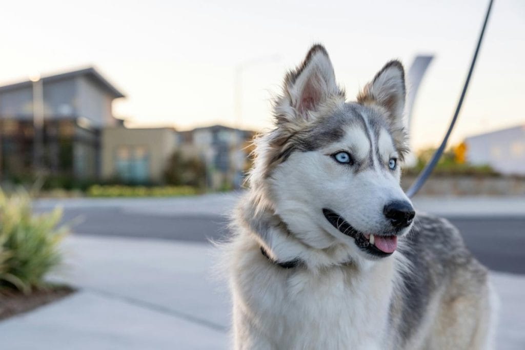 husky on a leash