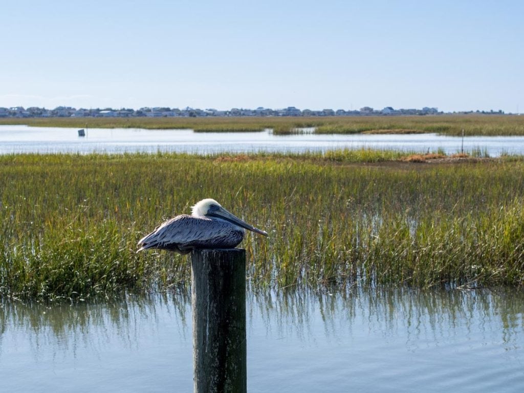 a pelican sitting on a pole at Murrells Inlet in SC