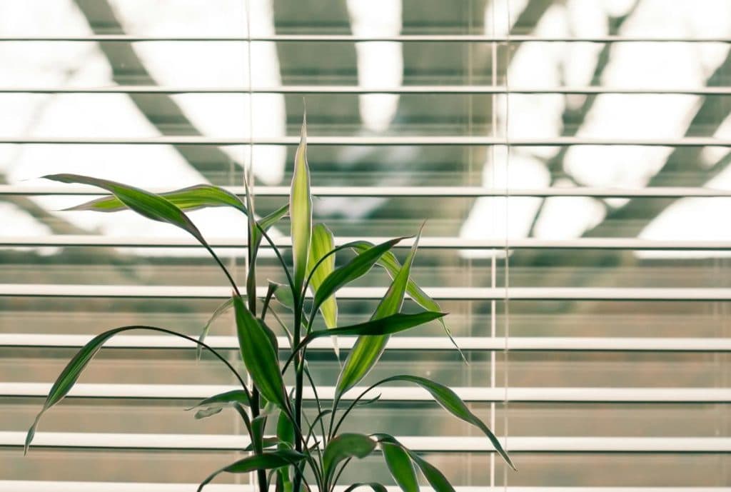 plant in front of window with open blinds