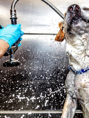 dog getting a bath at groomers