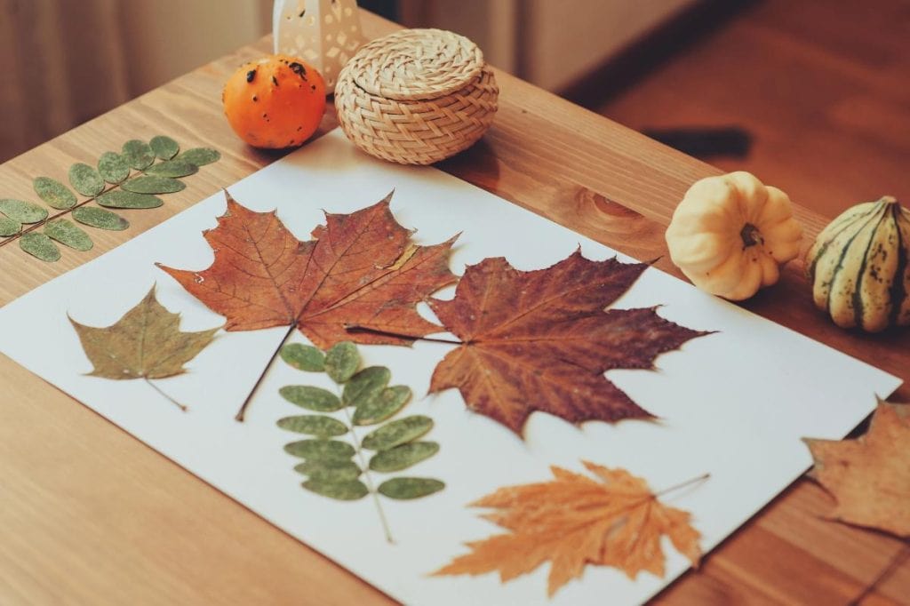 various fall leaves on white paper