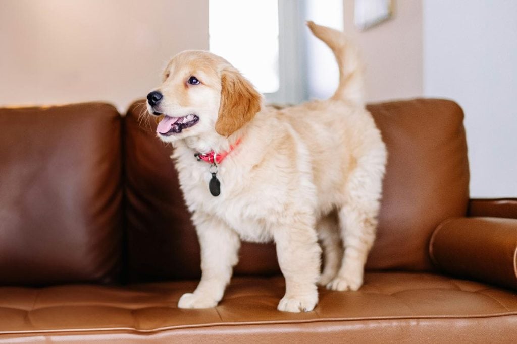 a golden retriever puppy on a brown leather couch