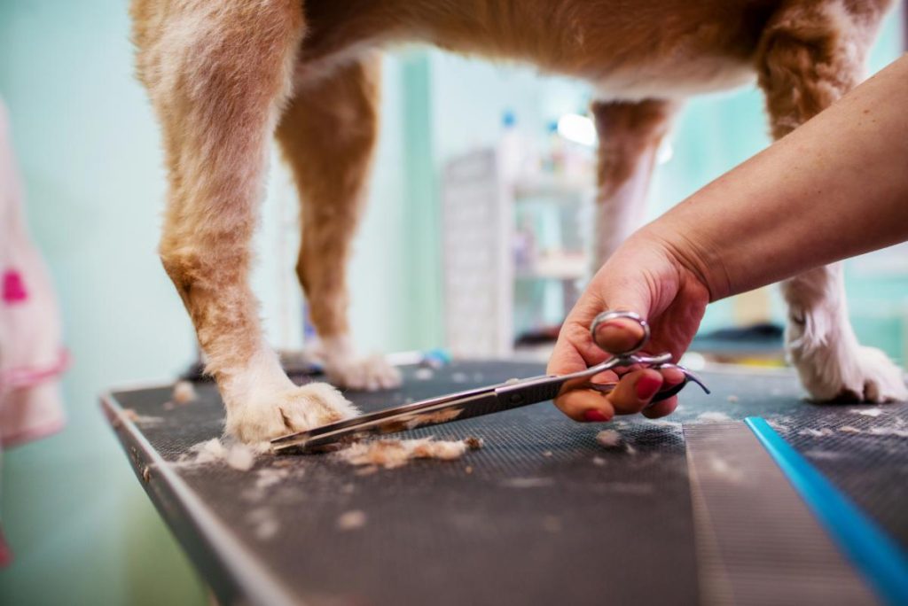 groomer trimming fur on dog's paws