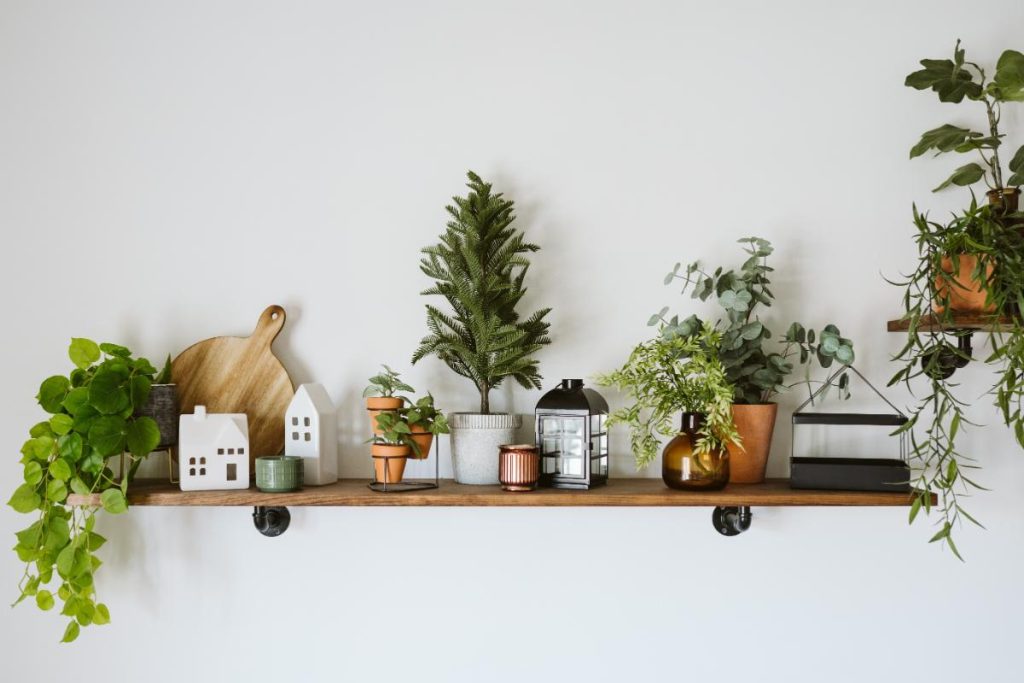 styled shelf with houseplants and knickknacks