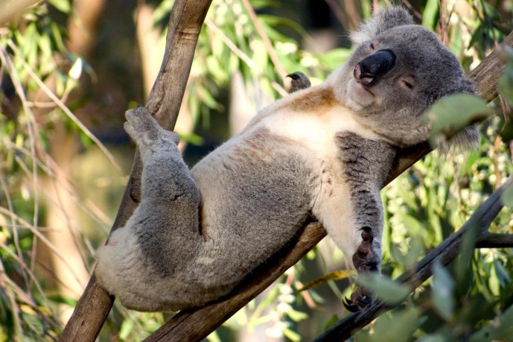 koala sleeping in a tree