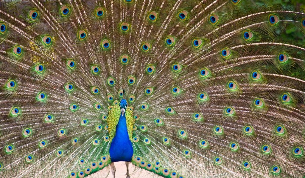 a peacock displaying its feathers at a zoo