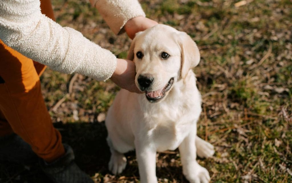 person petting a golden retriever puppy