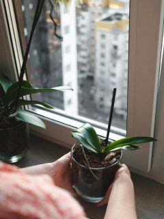 woman placing plants near window to get sunlight