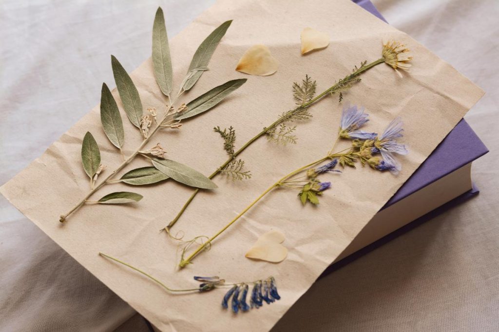 pressed flowers on paper